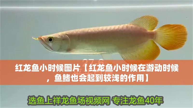 紅龍魚小時候圖片【紅龍魚小時候在游動時候，魚鰭也會起到較淺的作用】
