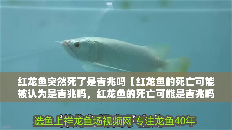 紅龍魚突然死了是吉兆嗎【紅龍魚的死亡可能被認(rèn)為是吉兆嗎，紅龍魚的死亡可能是吉兆嗎】