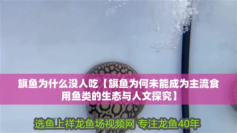 旗魚為什么沒人吃【旗魚為何未能成為主流食用魚類的生態與人文探究】