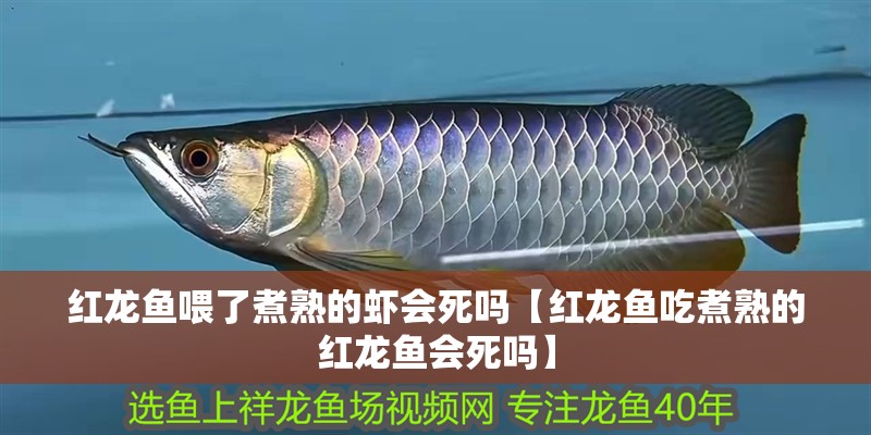 紅龍魚喂了煮熟的蝦會死嗎【紅龍魚吃煮熟的紅龍魚會死嗎】