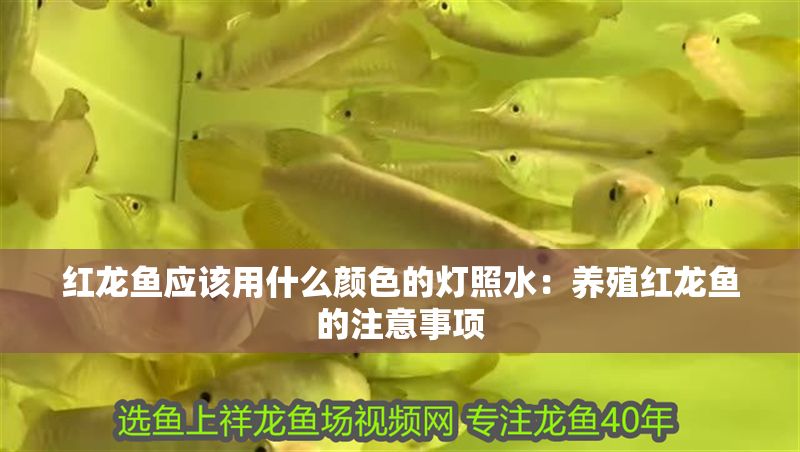 紅龍魚應該用什么顏色的燈照水：養殖紅龍魚的注意事項