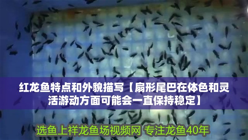 紅龍魚特點和外貌描寫【扇形尾巴在體色和靈活游動方面可能會一直保持穩(wěn)定】