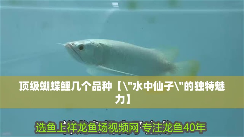 魚缸造景先放沙還是先放水(魚缸造景先鋪沙還是先放石頭) 頂級蝴蝶鯉幾個品種【\ 頂級蝴蝶鯉幾個品種【 頂級蝴蝶鯉幾個品種【\