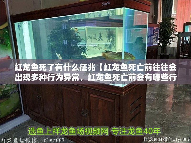 紅龍魚死了有什么征兆【紅龍魚死亡前往往會出現多種行為異常，紅龍魚死亡前會有哪些行為】