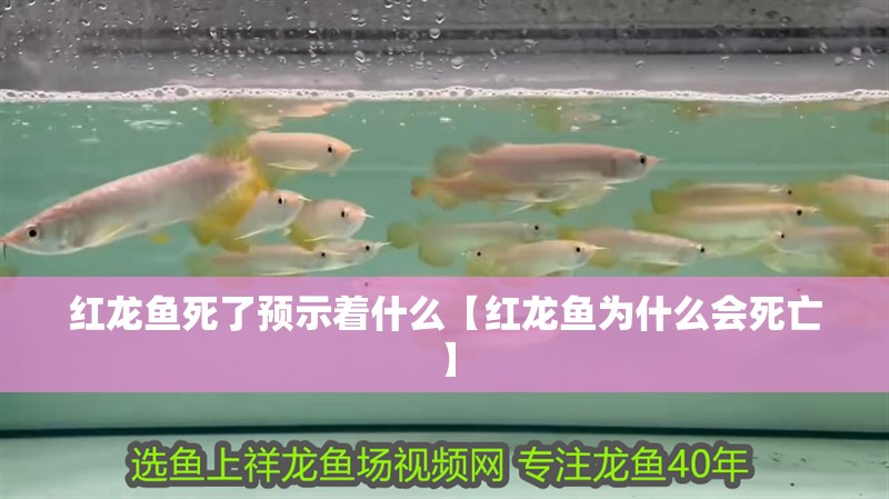 紅龍魚死了預示著什么【紅龍魚為什么會死亡】 紅龍魚死了預示著什么【紅龍魚為什么會死亡】 水族問答