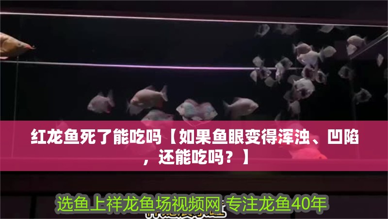 紅龍魚死了能吃嗎【如果魚眼變得渾濁、凹陷，還能吃嗎？】