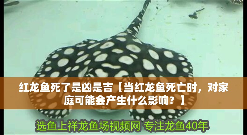 紅龍魚死了是兇是吉【當(dāng)紅龍魚死亡時，對家庭可能會產(chǎn)生什么影響？】