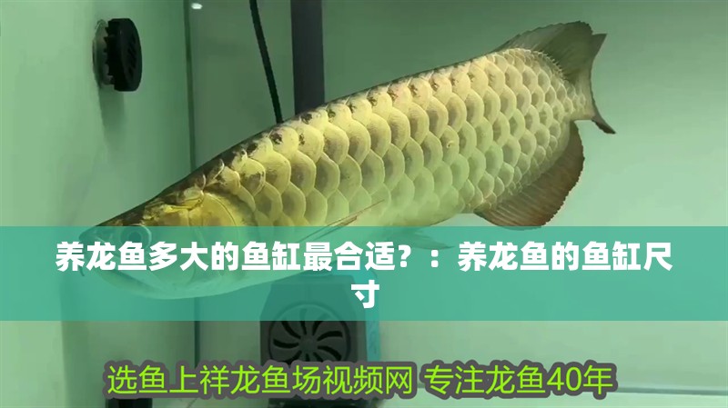 養龍魚多大的魚缸最合適？：養龍魚的魚缸尺寸