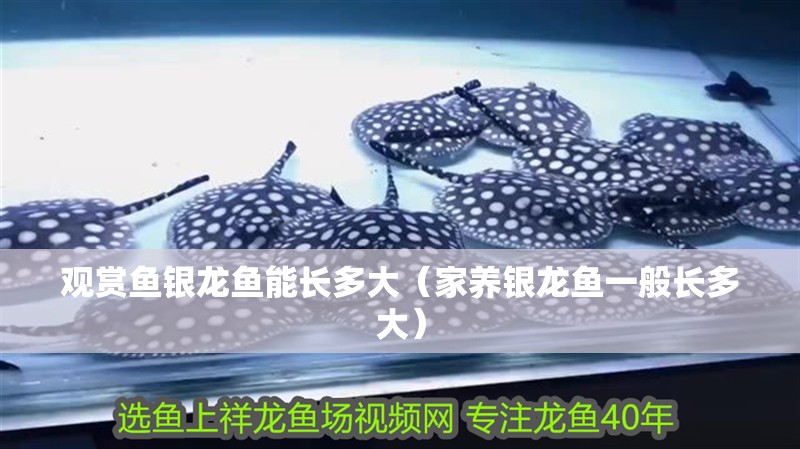 魚缸用增氧泵價(jià)格是多少:魚缸增氧機(jī)-xtrac增氧機(jī)-xtrac增氧機(jī) 觀賞魚銀龍魚能長多大(家養(yǎng)銀龍魚一般長多大) 銀龍魚百科 觀賞魚銀龍魚能長多大(家養(yǎng)銀龍魚一般長多大) 觀賞魚銀龍魚能長多大(家養(yǎng)銀龍魚一般長多大) 銀龍魚百科