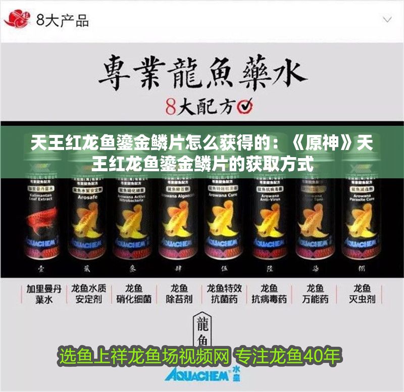 天王紅龍魚鎏金鱗片怎么獲得的：《原神》天王紅龍魚鎏金鱗片的獲取方式