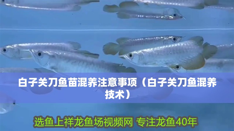 白子關刀魚苗混養注意事項（白子關刀魚混養技術）