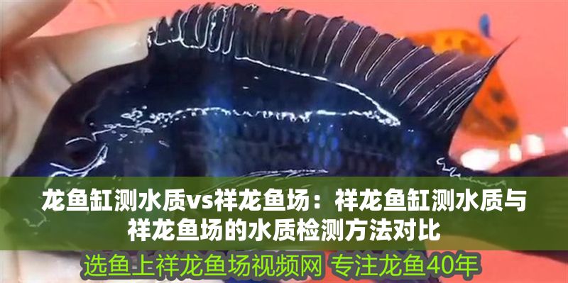 龍魚缸測水質vs祥龍魚場：祥龍魚缸測水質與祥龍魚場的水質檢測方法對比 龍魚缸測水質vs祥龍魚場：祥龍魚缸測水質與祥龍魚場的水質檢測方法對比 vs祥龍魚場 第1張