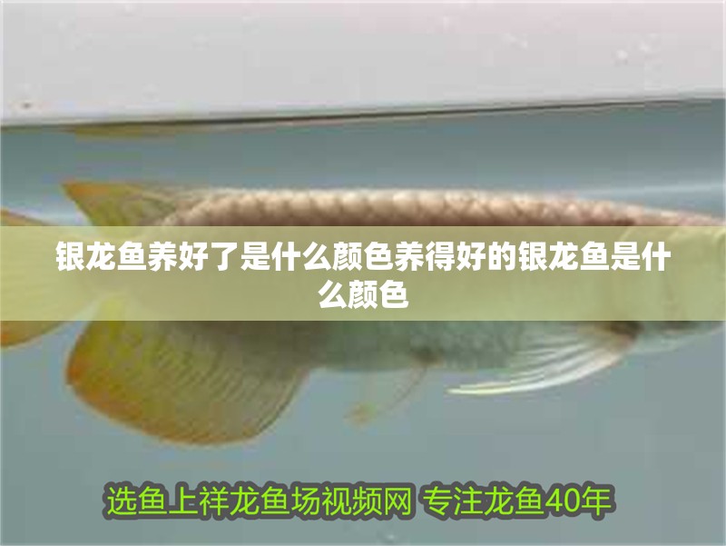 銀龍魚養好了是什么顏色養得好的銀龍魚是什么顏色