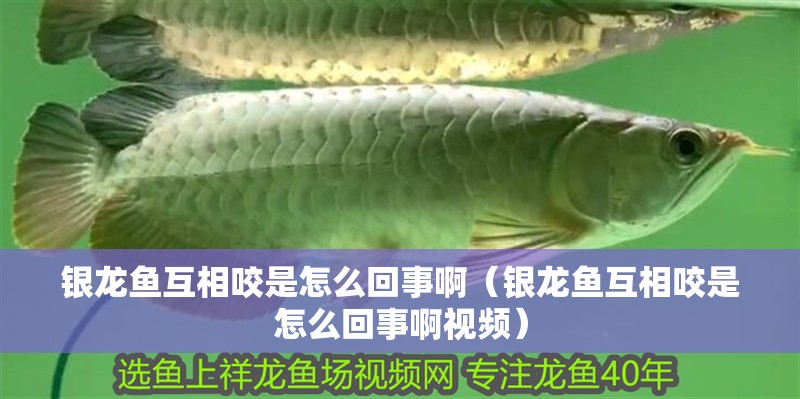 銀龍魚(yú)互相咬是怎么回事啊（銀龍魚(yú)互相咬是怎么回事啊視頻）