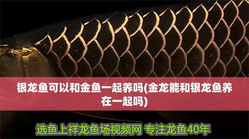 銀龍魚可以和金魚一起養嗎(金龍能和銀龍魚養在一起嗎)