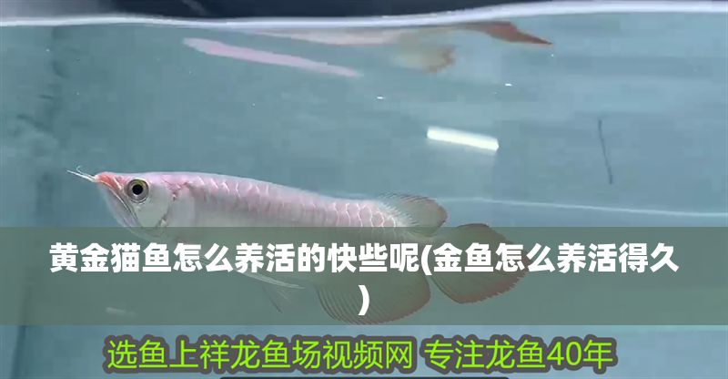 黃金貓魚怎么養(yǎng)活的快些呢(金魚怎么養(yǎng)活得久)