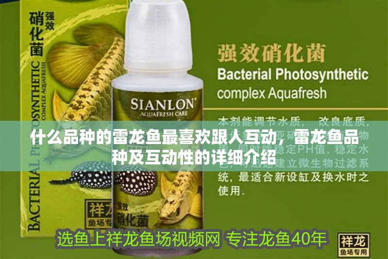 什么品種的雷龍魚最喜歡跟人互動，雷龍魚品種及互動性的詳細介紹
