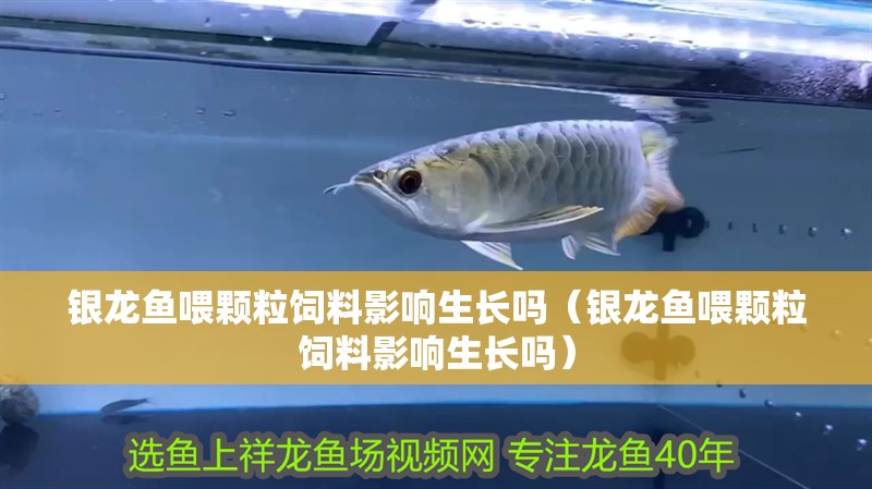 銀龍魚喂顆粒飼料影響生長嗎（銀龍魚喂顆粒飼料影響生長嗎）