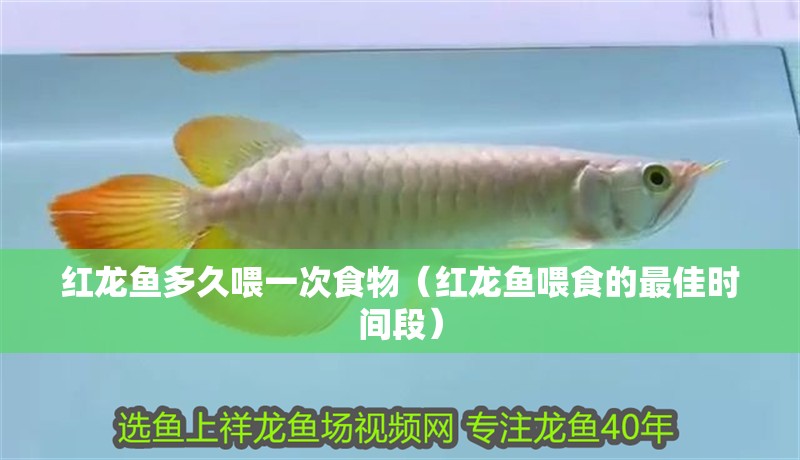 紅龍魚多久喂一次食物（紅龍魚喂食的最佳時間段） 紅龍魚多久喂一次食物（紅龍魚喂食的最佳時間段） 龍魚百科