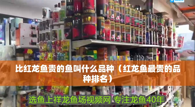 什么魚能和龍魚、虎魚混養(yǎng)(龍魚能和虎魚混養(yǎng)嗎) 比紅龍魚貴的魚叫什么品種(紅龍魚最貴的品種排名) 銀龍魚百科 比紅龍魚貴的魚叫什么品種(紅龍魚最貴的品種排名) 比紅龍魚貴的魚叫什么品種(紅龍魚最貴的品種排名) 銀龍魚百科