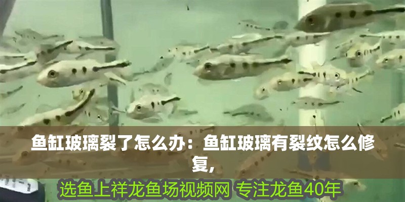 魚缸玻璃裂了怎么辦：魚缸玻璃有裂紋怎么修復, 魚缸玻璃裂了怎么辦：魚缸玻璃有裂紋怎么修復, 魚缸百科