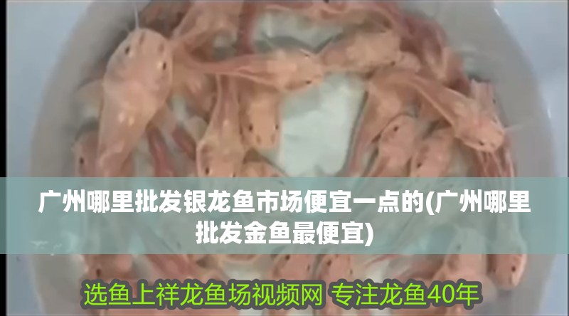 廣州哪里批發銀龍魚市場便宜一點的(廣州哪里批發金魚最便宜)