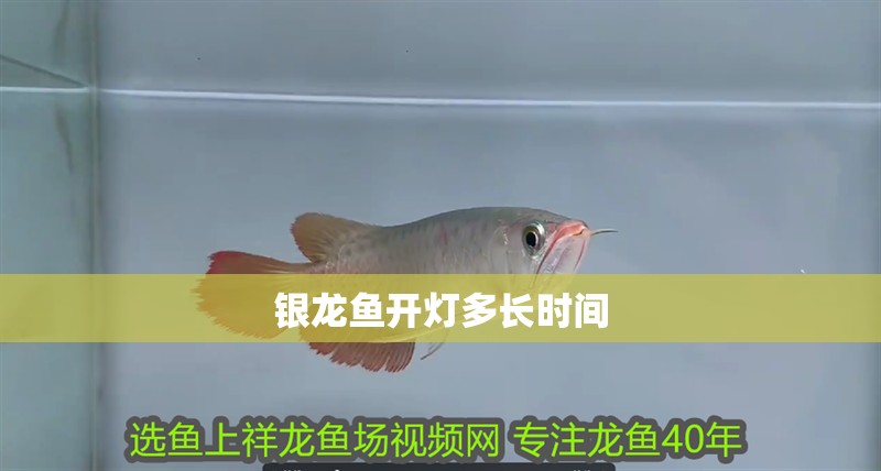 銀龍魚開燈多長時間