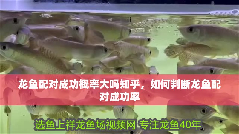 龍魚配對成功概率大嗎知乎，如何判斷龍魚配對成功率