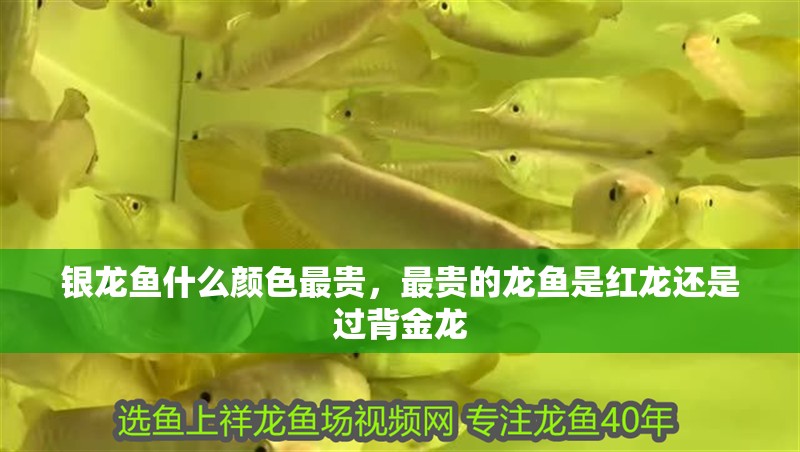 銀龍魚什么顏色最貴，最貴的龍魚是紅龍還是過(guò)背金龍 銀龍魚什么顏色最貴，最貴的龍魚是紅龍還是過(guò)背金龍 銀龍魚百科