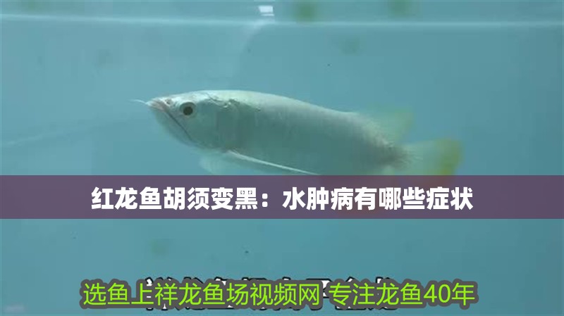 魚缸造景先放沙還是先放水(魚缸造景先鋪沙還是先放石頭) 紅龍魚胡須變黑:水腫病有哪些癥狀 龍魚百科 紅龍魚胡須變黑:水腫病有哪些癥狀 紅龍魚胡須變黑:水腫病有哪些癥狀 龍魚百科