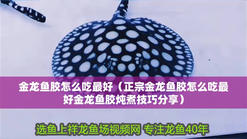 紅龍魚用黃燈烤有用嗎 金龍魚膠怎么吃最好(正宗金龍魚膠怎么吃最好金龍魚膠燉煮技巧分享) 龍魚百科 金龍魚膠怎么吃最好(正宗金龍魚膠怎么吃最好金龍魚膠燉煮技巧分享) 金龍魚膠怎么吃最好(正宗金龍魚膠怎么吃最好金龍魚膠燉煮技巧分享) 龍魚百科