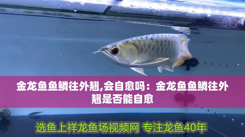 金龍魚魚鱗往外翹,會自愈嗎：金龍魚魚鱗往外翹是否能自愈