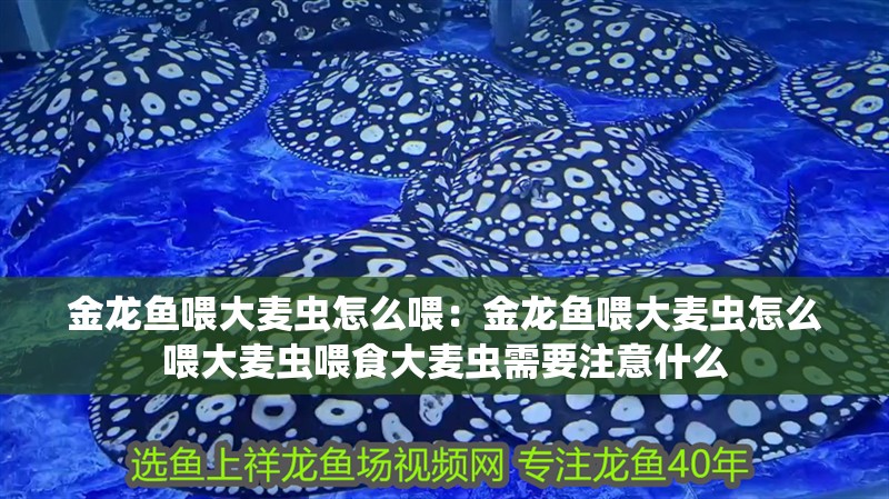 金龍魚喂大麥蟲怎么喂：金龍魚喂大麥蟲怎么喂大麥蟲喂食大麥蟲需要注意什么