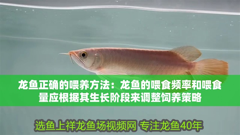 龍魚正確的喂養(yǎng)方法：龍魚的喂食頻率和喂食量應(yīng)根據(jù)其生長(zhǎng)階段來調(diào)整飼養(yǎng)策略