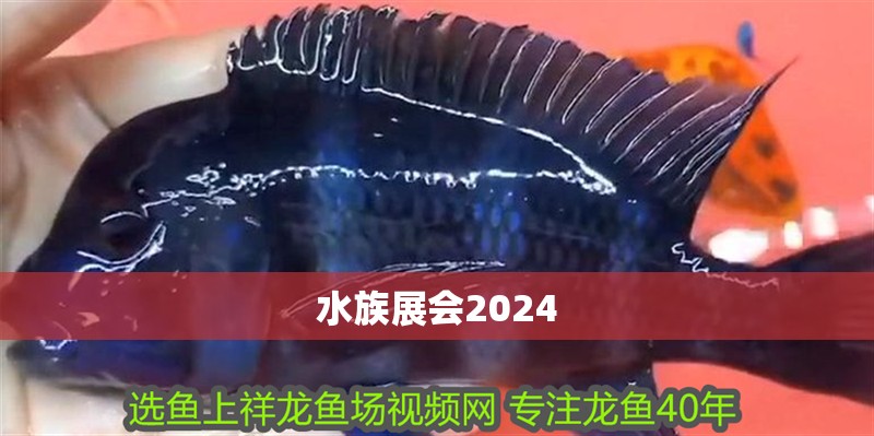 鸚鵡魚和銀龍魚混養怎樣喂食 水族展會2024 龍魚論壇 水族展會2024 水族展會2024 龍魚論壇