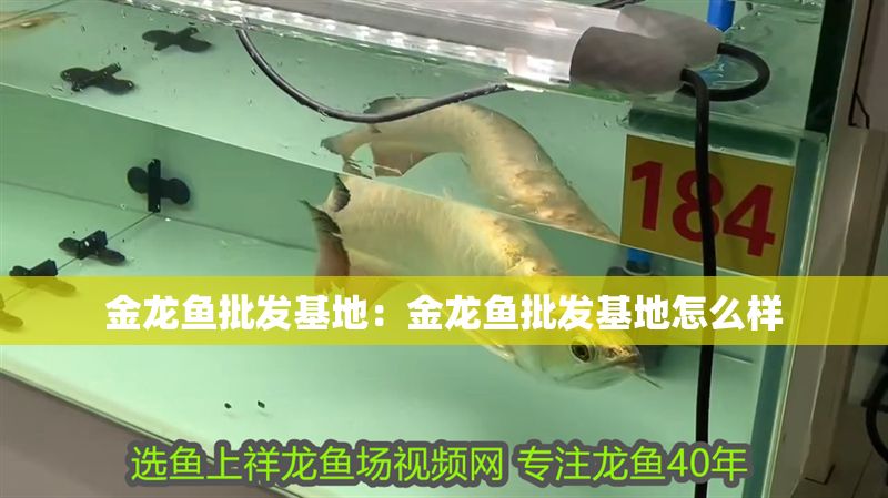 金龍魚批發基地：金龍魚批發基地怎么樣
