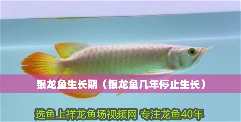 魚缸造景先放沙還是先放水(魚缸造景先鋪沙還是先放石頭) 銀龍魚生長期(銀龍魚幾年停止生長) 銀龍魚百科 銀龍魚生長期(銀龍魚幾年停止生長) 銀龍魚生長期(銀龍魚幾年停止生長) 銀龍魚百科