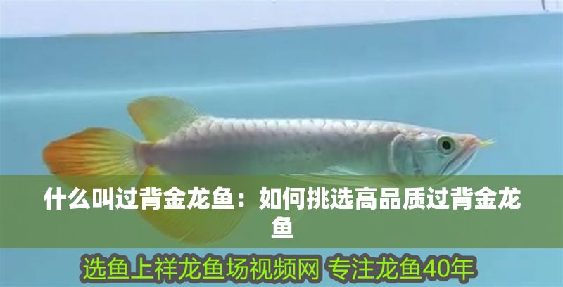 什么叫過背金龍魚：如何挑選高品質過背金龍魚 什么叫過背金龍魚：如何挑選高品質過背金龍魚 金龍魚百科 第1張