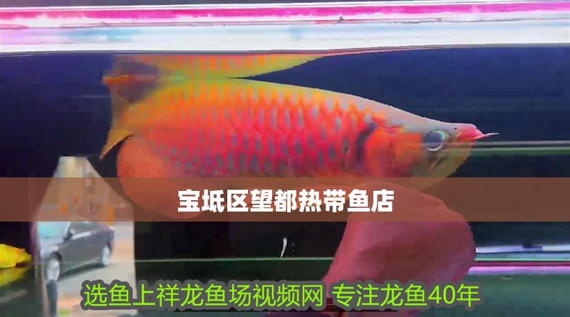 寶坻區(qū)望都熱帶魚店