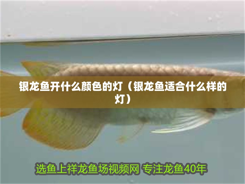 銀龍魚開什么顏色的燈（銀龍魚適合什么樣的燈） 銀龍魚開什么顏色的燈（銀龍魚適合什么樣的燈） 銀龍魚百科