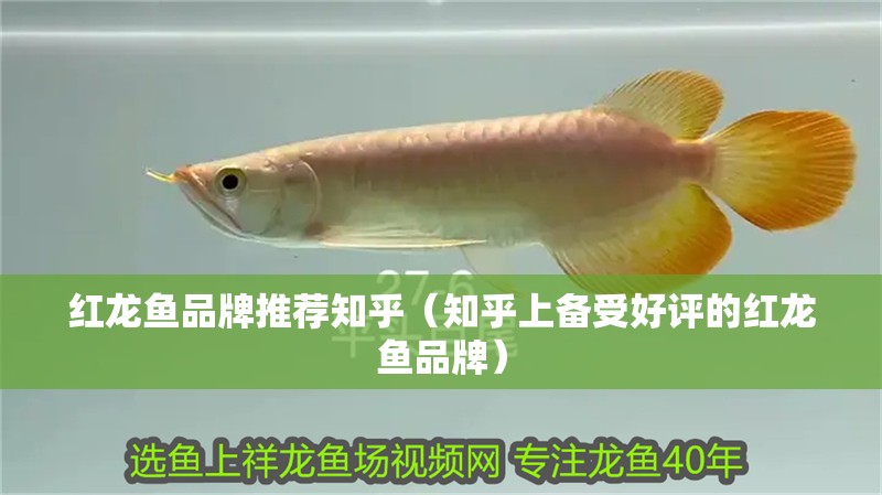 紅龍魚品牌推薦知乎（知乎上備受好評的紅龍魚品牌）