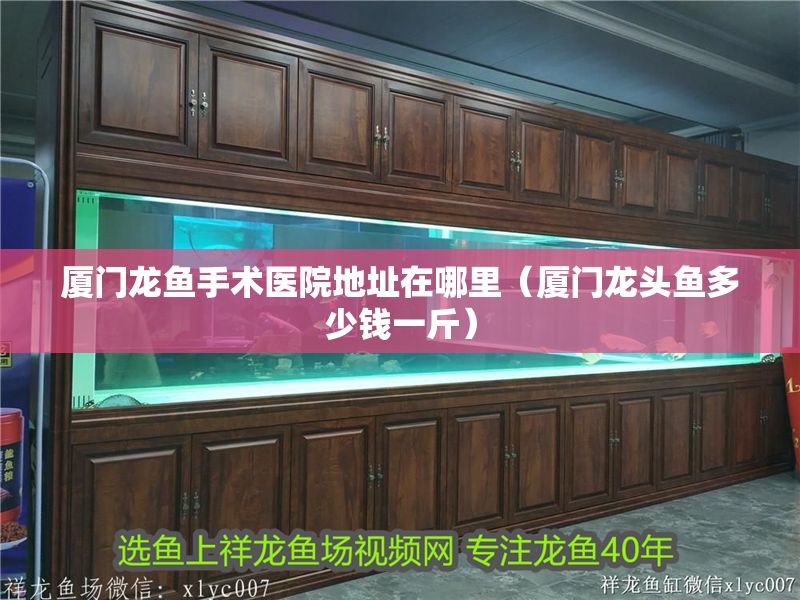 廈門龍魚手術(shù)醫(yī)院地址在哪里（廈門龍頭魚多少錢一斤）