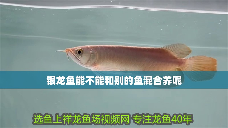 銀龍魚能不能和別的魚混合養呢 銀龍魚能不能和別的魚混合養呢 銀龍魚百科