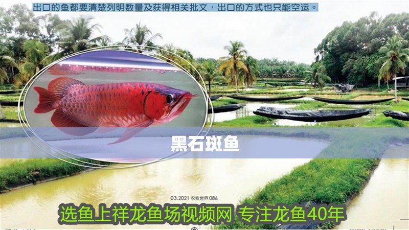 黑石斑魚