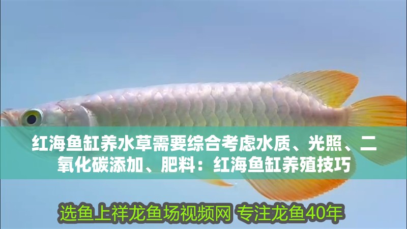 紅海魚缸養(yǎng)水草需要綜合考慮水質(zhì)、光照、二氧化碳添加、肥料：紅海魚缸養(yǎng)殖技巧 紅海魚缸養(yǎng)水草需要綜合考慮水質(zhì)、光照、二氧化碳添加、肥料：紅海魚缸養(yǎng)殖技巧 魚缸百科