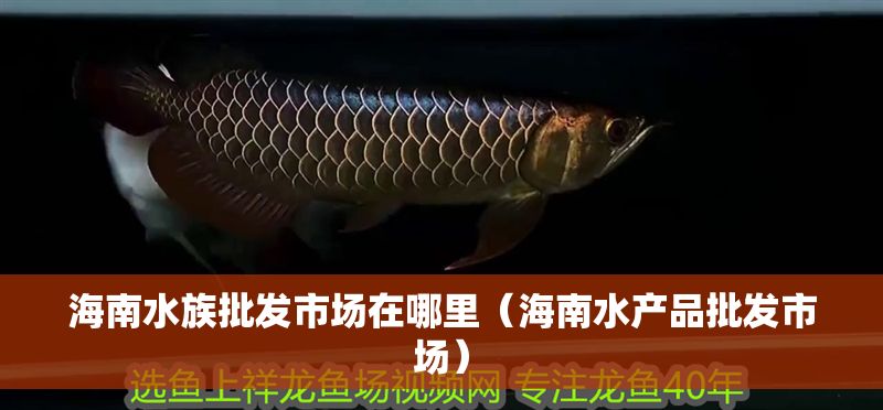 海南水族批發(fā)市場在哪里（海南水產(chǎn)品批發(fā)市場）