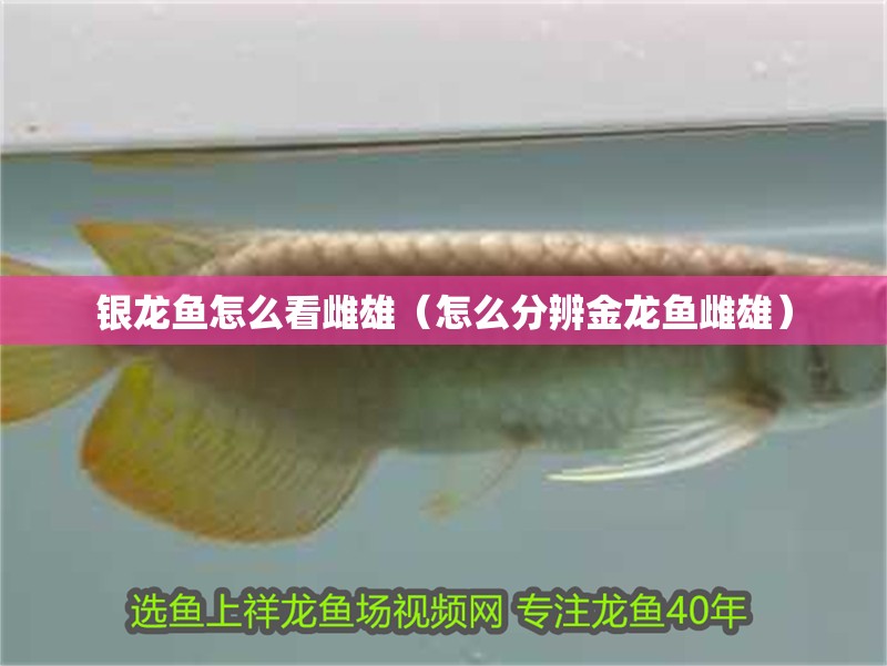 銀龍魚怎么看雌雄（怎么分辨金龍魚雌雄） 銀龍魚怎么看雌雄（怎么分辨金龍魚雌雄） 銀龍魚百科