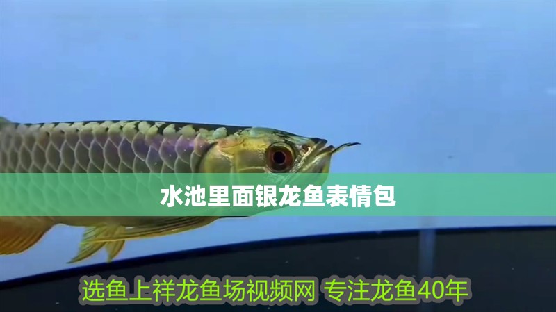 水池里面銀龍魚表情包