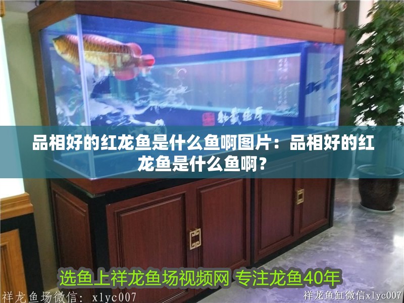 品相好的紅龍魚是什么魚啊圖片：品相好的紅龍魚是什么魚啊？ 品相好的紅龍魚是什么魚啊圖片：品相好的紅龍魚是什么魚啊？ 龍魚百科