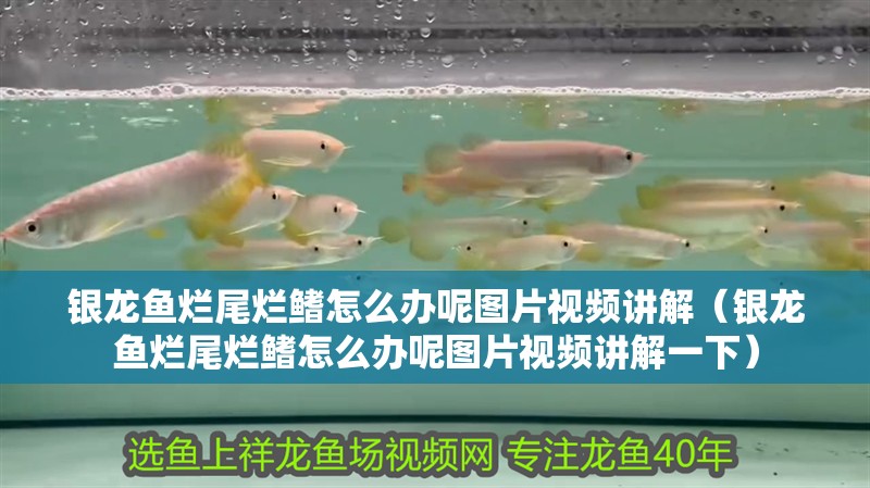 魚缸用增氧泵價格是多少:魚缸增氧機-xtrac增氧機-xtrac增氧機 銀龍魚爛尾爛鰭怎么辦呢圖片視頻講解(銀龍魚爛尾爛鰭怎么辦呢圖片視頻講解一下) 銀龍魚百科 銀龍魚爛尾爛鰭怎么辦呢圖片視頻講解(銀龍魚爛尾爛鰭怎么辦呢圖片視頻講解一下) 銀龍魚爛尾爛鰭怎么辦呢圖片視頻講解(銀龍魚爛尾爛鰭怎么辦呢圖片視頻講解一下) 銀龍魚百科